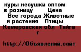 куры несушки.оптом 160 в розницу 200 › Цена ­ 200 - Все города Животные и растения » Птицы   . Кемеровская обл.,Тайга г.